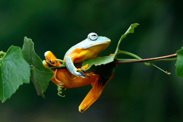 Rhacophorus reinwartii na zielonych liściach