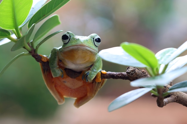 rhacophorus reinwartii na zielonych liściach