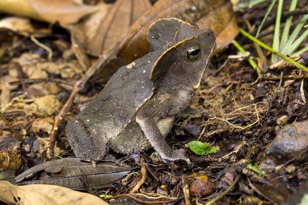 Bezpłatne zdjęcie rhinella margaritifera, ropucha strzępiasta, ropucha szara z ameryki południowej