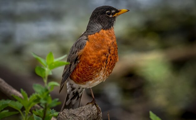 Robin amerykański (Turdus migratorius)