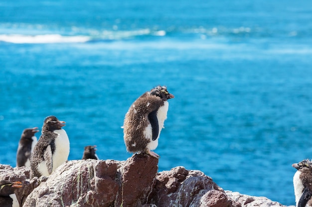 Bezpłatne zdjęcie rockhopper