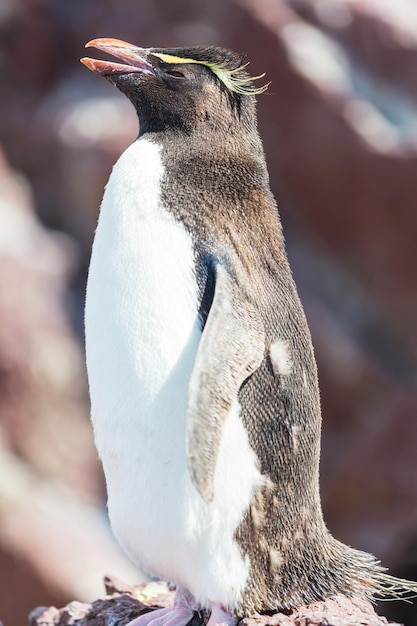 Bezpłatne zdjęcie rockhopper