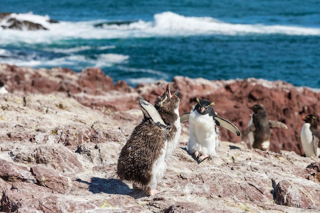 Bezpłatne zdjęcie rockhopper