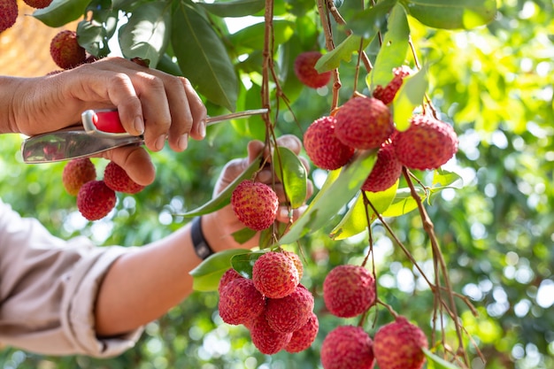 Bezpłatne zdjęcie rolnictwo owoców liczi w tajlandii