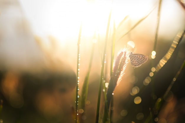 Rolnictwo roślina rolnictwo piękno bokeh rocznik wina