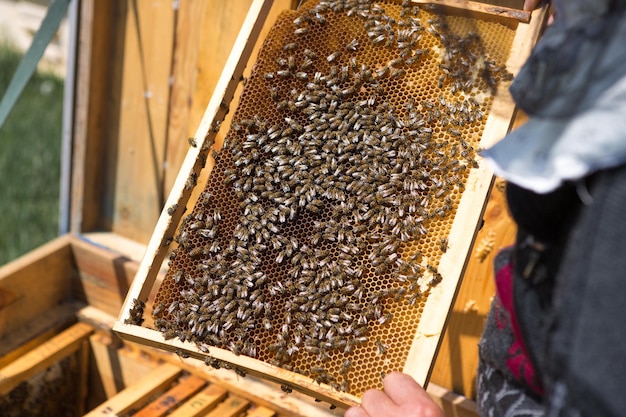 Rolnik na pasiece pszczelej trzyma ramki z woskowymi plastrami miodu przygotowanie do zbioru miodu