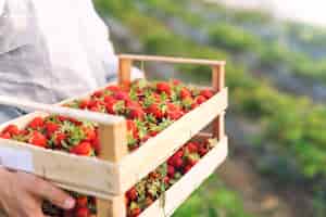 Bezpłatne zdjęcie rolnik posiadający świeżo zebrane dojrzałe truskawki w dziedzinie truskawek