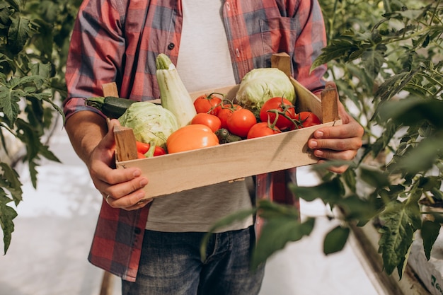 Rolnik w szklarni trzyma pudełko warzyw
