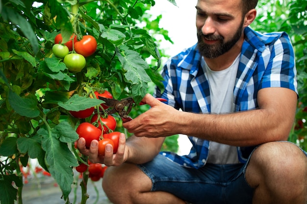 Rolnik zbiera świeże dojrzałe pomidory na sprzedaż na rynku