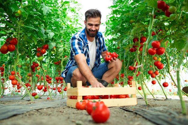 Rolnik zbiera świeże dojrzałe pomidory na sprzedaż na rynku