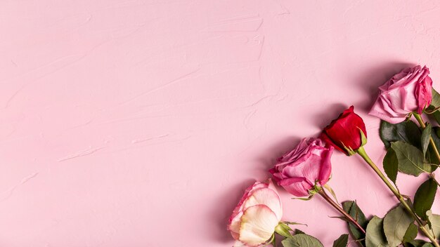 Romantyczne róże z miejsca kopiowania