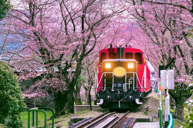 Romantyczny pociąg przejeżdża przez tunel kwitnącej wiśni w Kioto w Japonii.