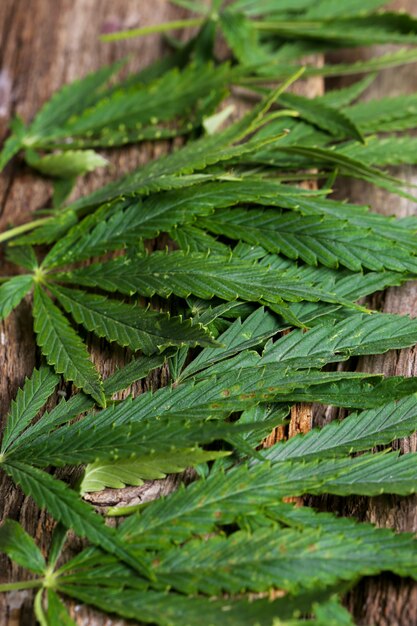 Roślina liścia marihuany
