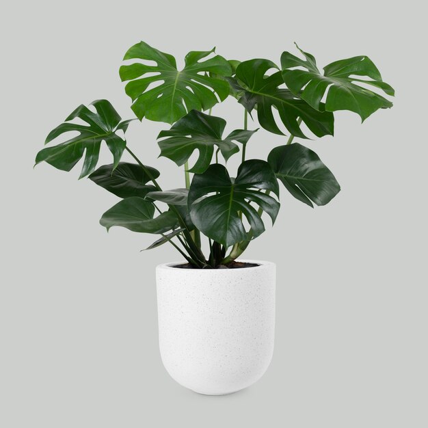 Roślina Monstera deliciosa w doniczce