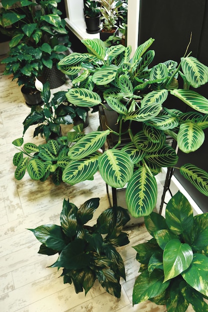 Bezpłatne zdjęcie rośliny doniczkowe calathea