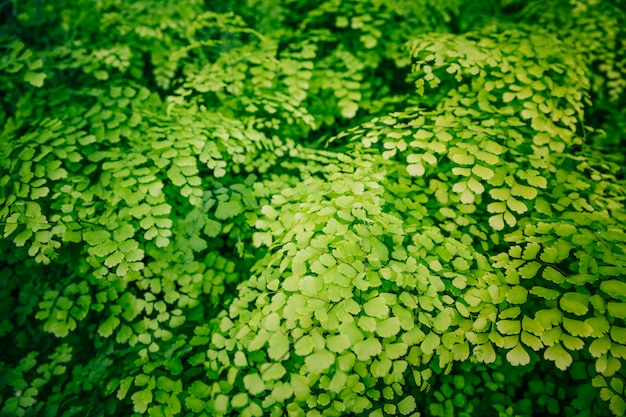 Rosnące świeże liście adiantum capillus-veneris