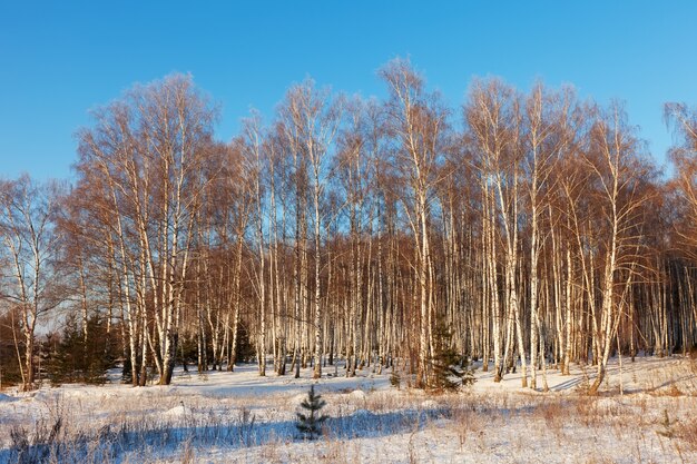 Rosyjski krajobraz z brzozowym lasem