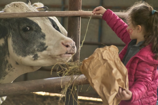 Rovigo, włochy 19 lutego 2020: dzieci bawią się w stajni z krowami gospodarskimi