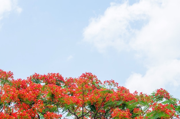 Bezpłatne zdjęcie royal poinciana drzewa