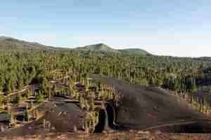Bezpłatne zdjęcie rozłożony las rosnący na glebie wulkanicznej