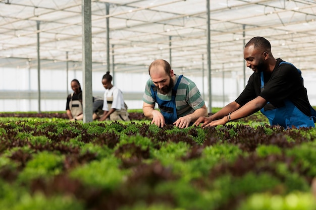 Różnorodni mężczyźni i kobiety pracujący w szklarni sprawdzają uprawy roślin zielonych pod kątem szkodników i uszkodzeń w celu kontroli jakości. Grupa biorobotników zajmujących się uprawą różnych rodzajów sałat i microgreens.