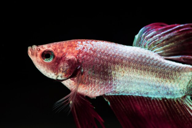 Różowa fioletowo-różowa dumbo betta splendens walcząca ryba