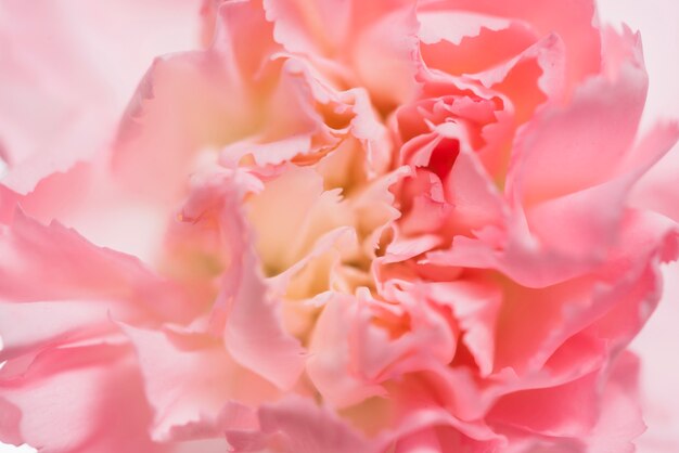 Różowa głowa kwiatu