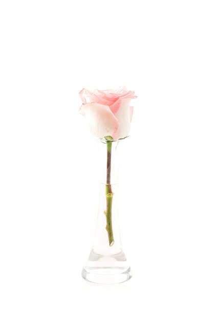 Różowa i biała róża