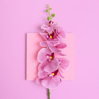 Różowa orchidea na różowym tle. minimalna sztuka