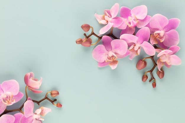 Różowa orchidea tematyczne obiekty na pastelowym tle.