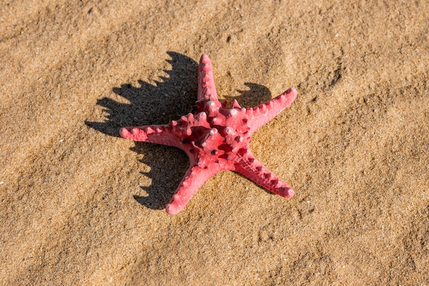 Różowa rozgwiazda na piaskowatej plaży