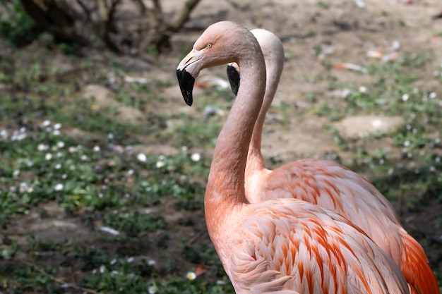 Różowe flamingi na zewnątrz w zoo na rozmytym tle