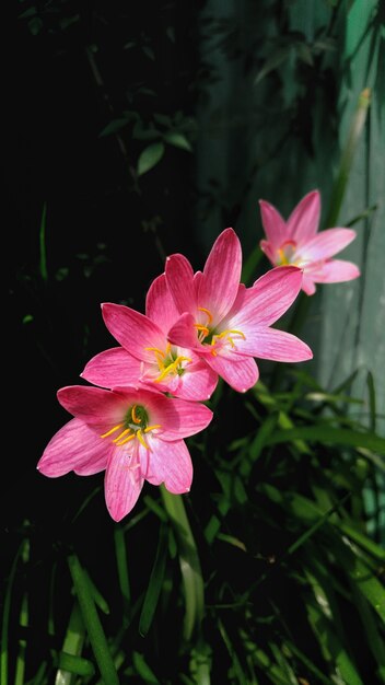różowe kwiaty lilii z rozmytym naturalnym tłem