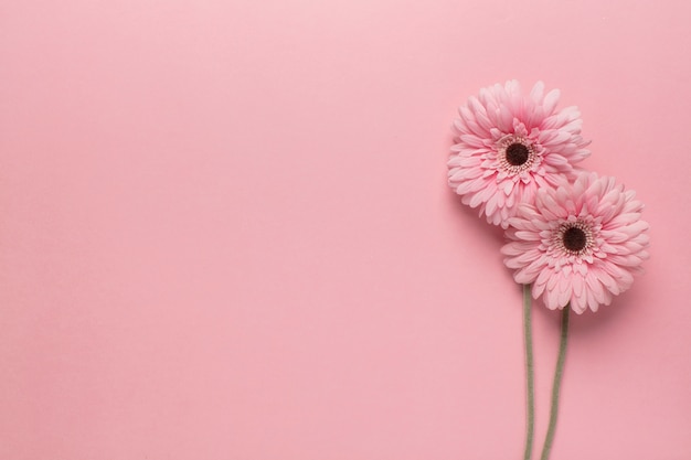 Bezpłatne zdjęcie różowe kwiaty na różowo