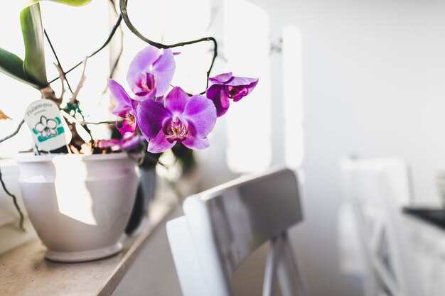 różowe orchidee w wazonie na parapecie z białymi krzesłami