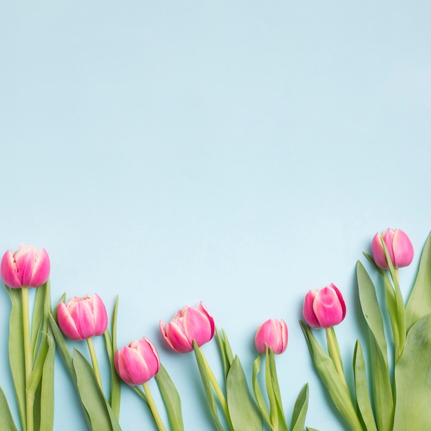 Różowe tulipany na niebiesko