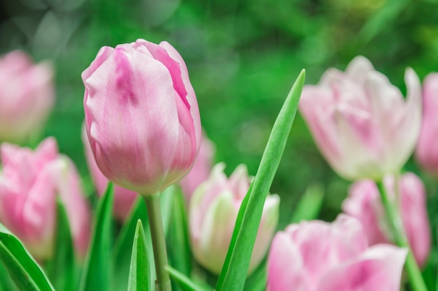 Bezpłatne zdjęcie różowe tulipany