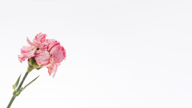 Różowy goździk na białym tle