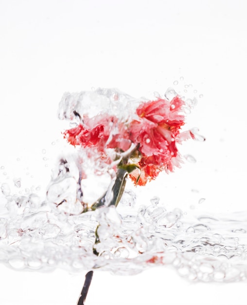 Różowy goździk wpada do wody