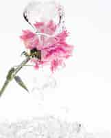 Bezpłatne zdjęcie różowy goździk wpada do wody
