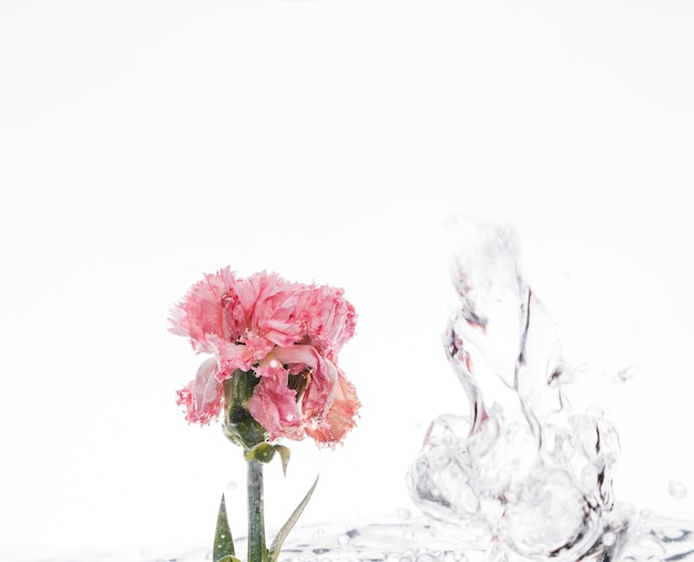 Różowy goździk wpada do wody