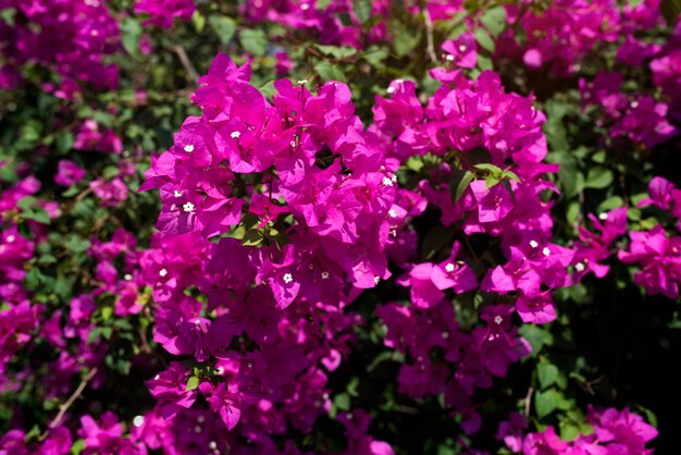 Różowy kwiat bougainvillea