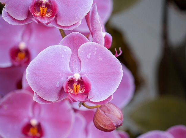 Różowy kwiat orchidei phalaenopsis