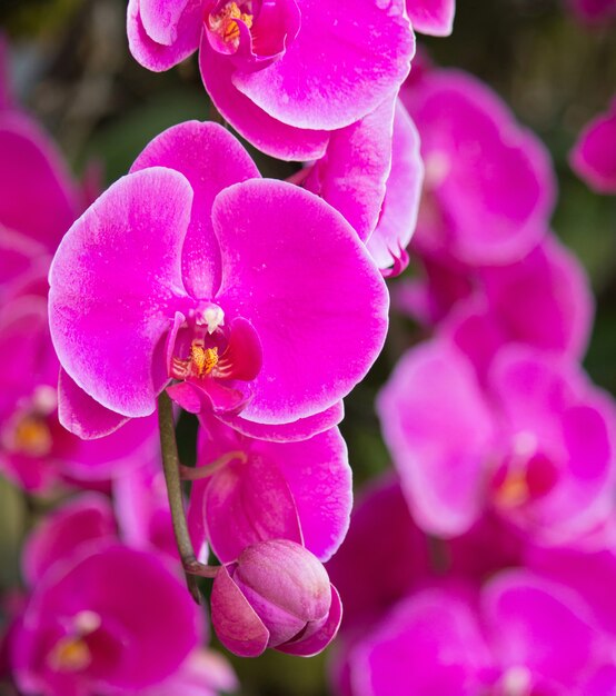 Różowy kwiat orchidei phalaenopsis