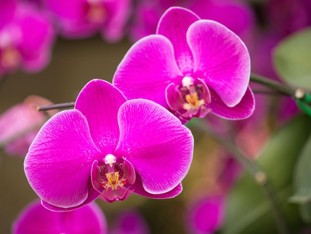 Różowy kwiat orchidei phalaenopsis