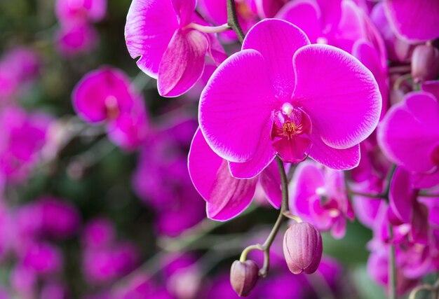 Różowy kwiat orchidei phalaenopsis