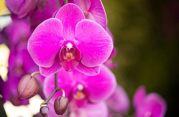 Różowy kwiat orchidei phalaenopsis