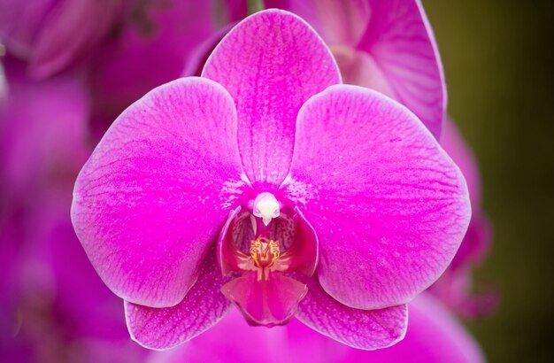 Różowy kwiat orchidei phalaenopsis