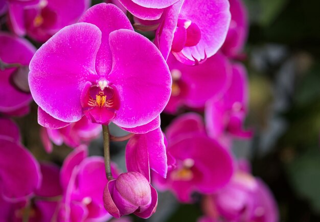 Różowy kwiat orchidei phalaenopsis