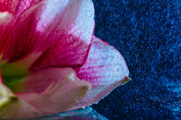 Różowy kwiat z kroplami wody na ciemnoniebieskiej powierzchni